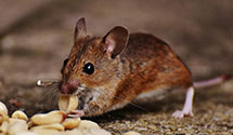 24 Hour & Emergency Exterminators in Rociada, NM